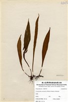 藏品(二形劍蕨)的圖片